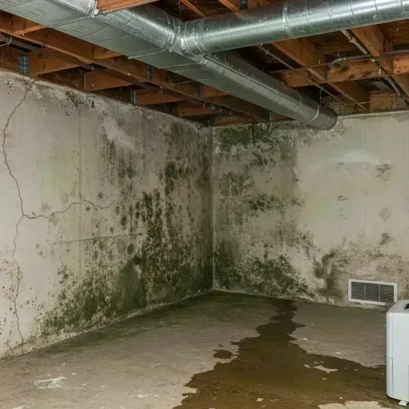 Professional Mold Removal in Bethany, WV